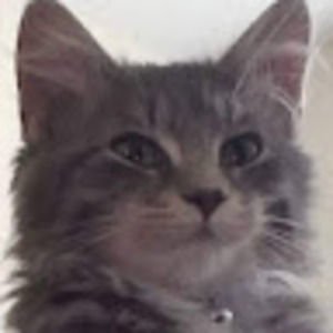 Meet your Posher, Jane